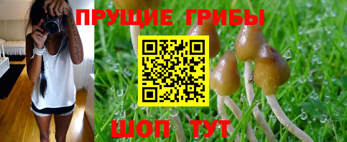 Галлюциногенные грибы Cubensis  Псилоцибиновые грибы Magic Shrooms  Скопин  Вход с VPN 